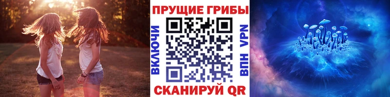 Купить  Катайск  Псилоцибиновые грибы Cubensis 